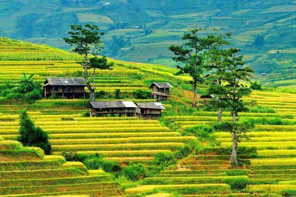 NINH BÌNH TOUR DAILY HOA LƯ - TAM CỐC